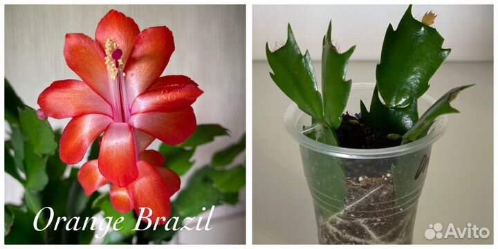 Шлюмбергеры сортовые