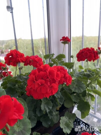 Пеларгония герань рассада