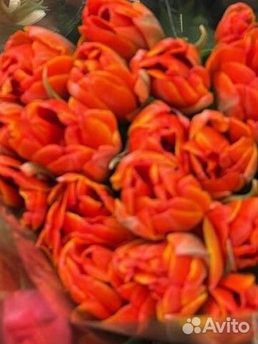 Тюльпаны пионовидные