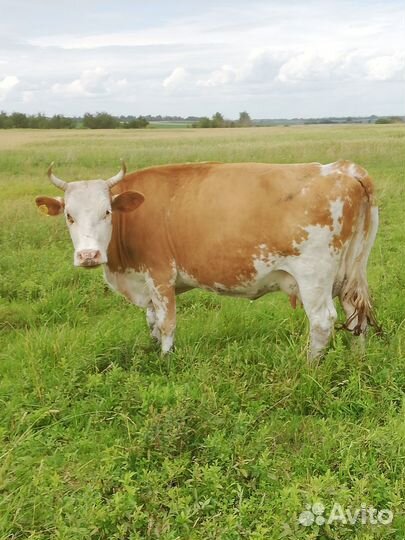 Корова симментальской породы