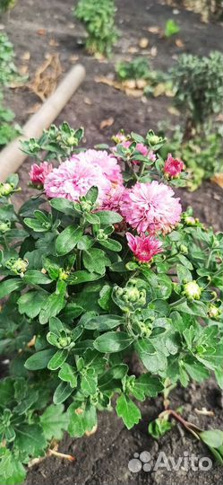 Хризантема шаровидная