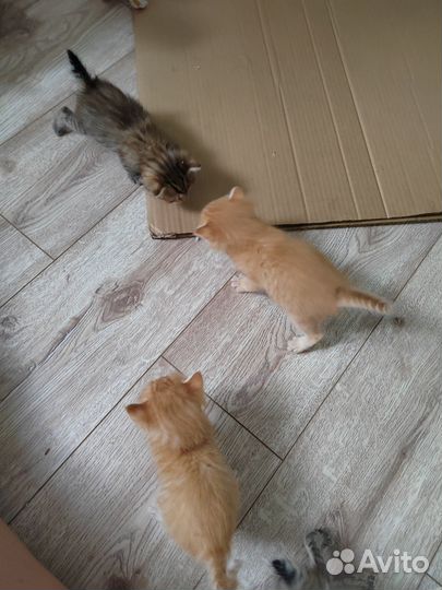 Котята в добрые руки