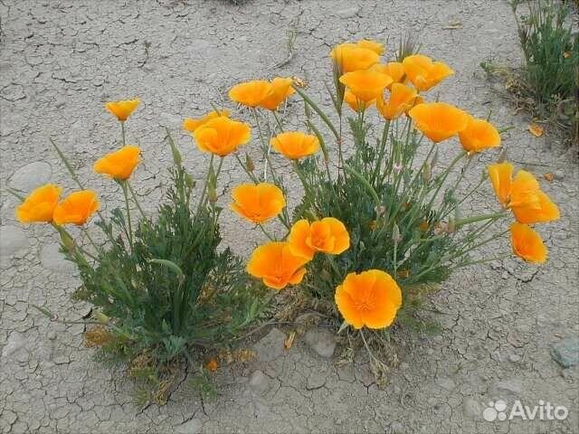 Эшольция многолетник