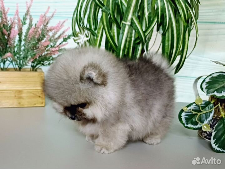 Померанский шпиц девочка