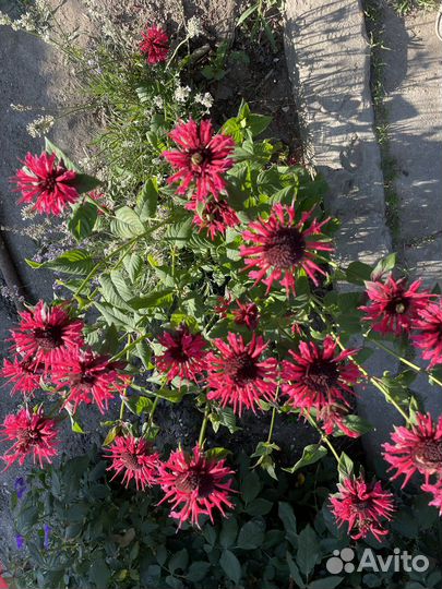 Манарда (бергамот)