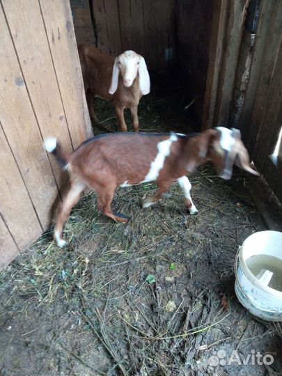 Англо нубийские козы