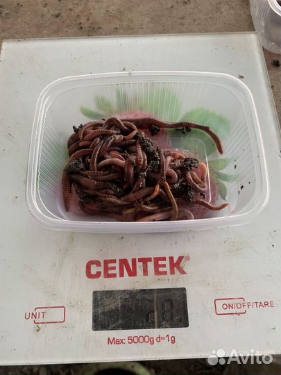 Черви для рыбалки