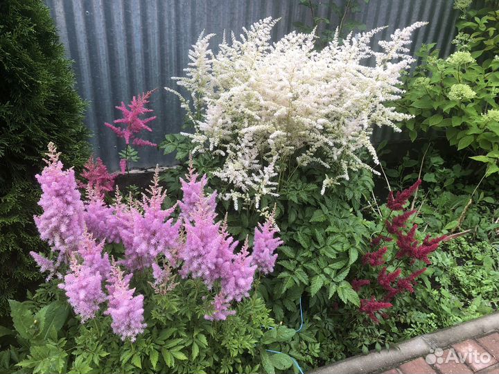 Астильба белая