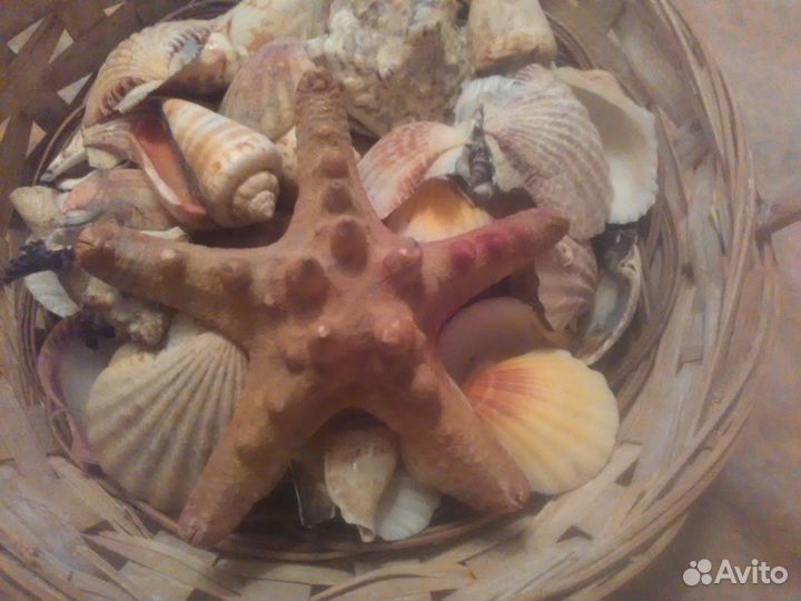 Набор ракушек 3 шт и Огромная ракушка и звезда
