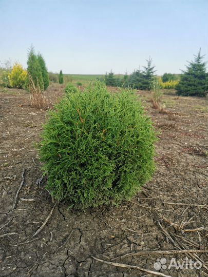 Туя западная шаровидная карликовая Нана