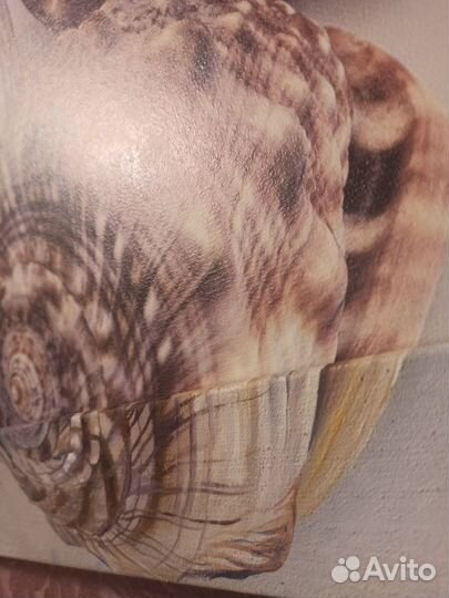 Картина интерьерная Морские ракушки