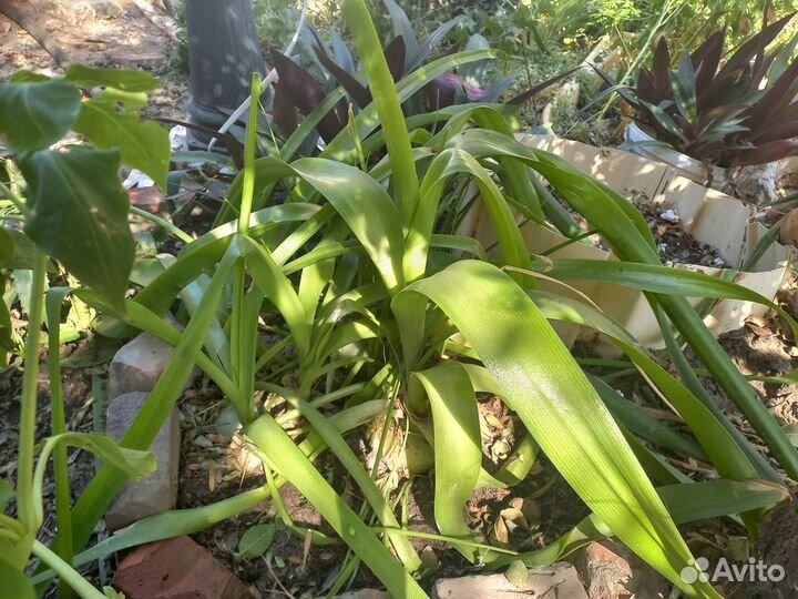 Индийский лечебный лук