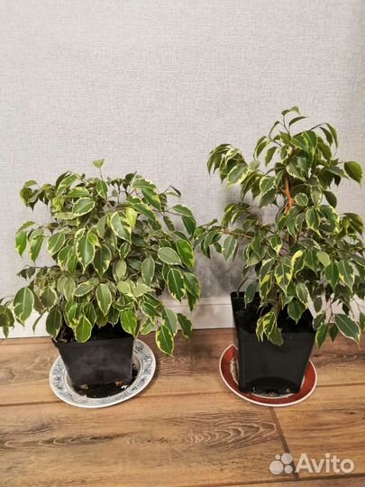 Фикус пестролистный и однотонный
