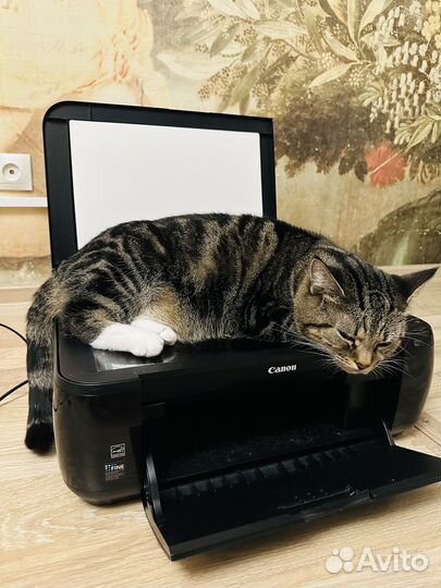 Принтер canon