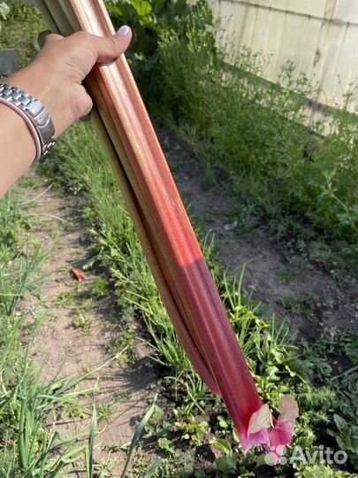 Ревень клубничный