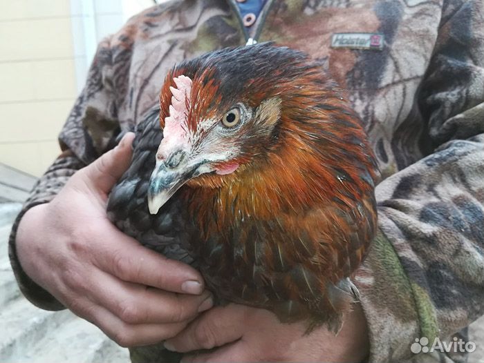 Куры несушки