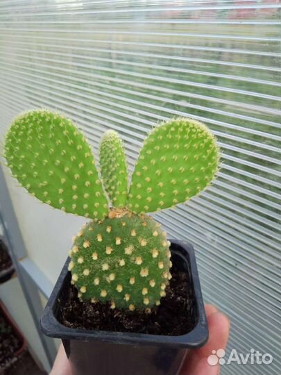 Кактус Опунция мелкоигольчатая
