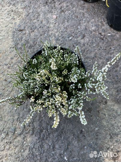 Верески в ассортименте