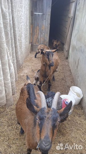 100% Чехи Козочка 28.01.24 и два козлика 08.02