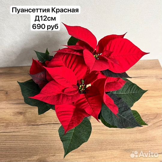 Пуансеттия рождественская звезда