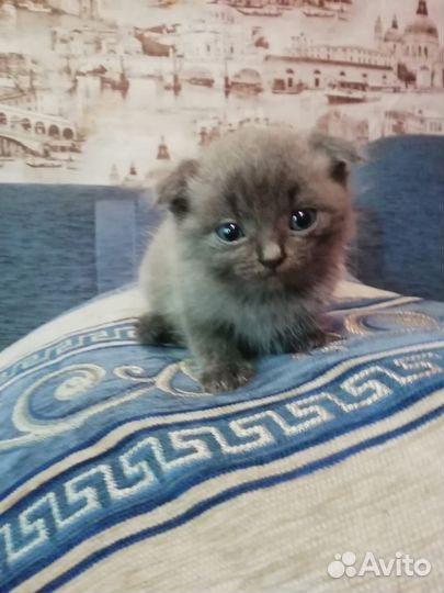 Котята в добрые руки бесплатно