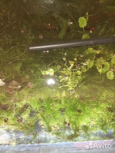 Рыбки гупики