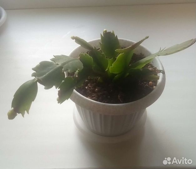 Цветок декабрист