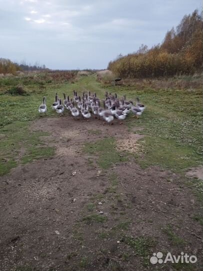 Крупные серые гуси молодые