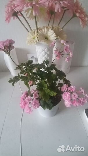 Пеларгонии сортовые