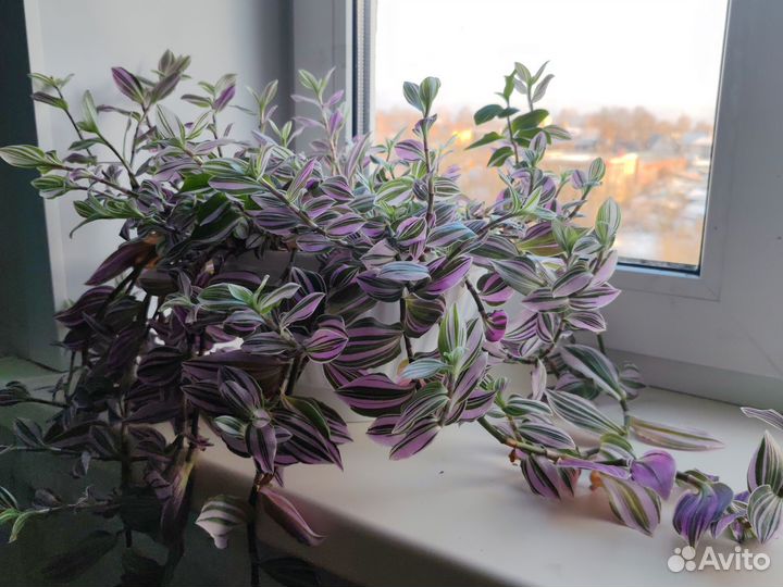 Традесканция