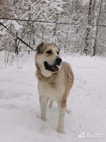 Алабаю тесно в приюте