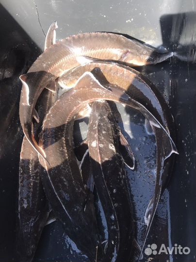 Живая рыба.Sтерлядь