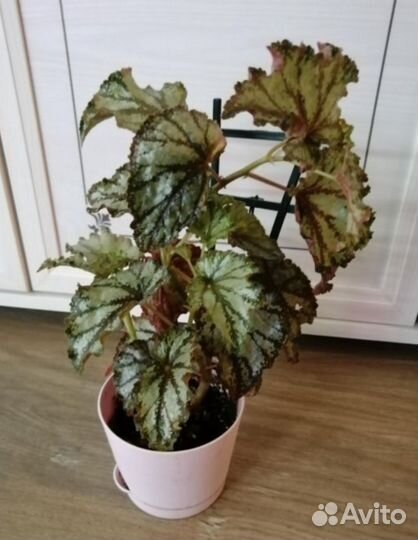 Комнатные растения цветы