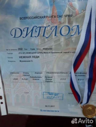 Щенки немецкого шпица