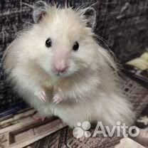 Ангорские хомячки