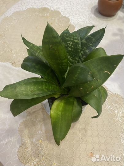 Сансевиерия щучий хвост