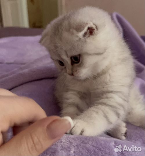 Шотландская вислоухая девочка