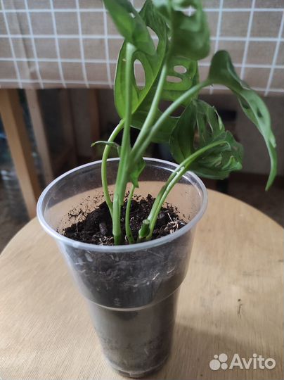 Монстера Манки,филодендрон,кротон