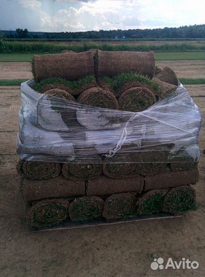 Элитный рулонный газон в Чеховском районе