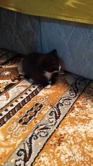 Кошки бесплатно