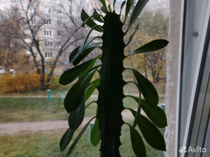 Кактус молочай