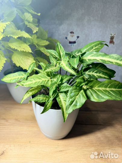 Комнатные цветы