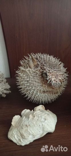 Коллекция морских ракушек, кораллов, рыба фугу