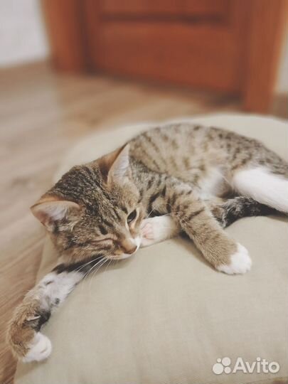Отдам котенка