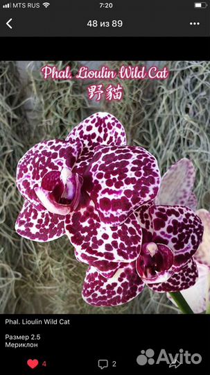 Орхидея дикий кот