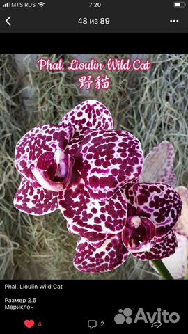 Орхидея дикий кот
