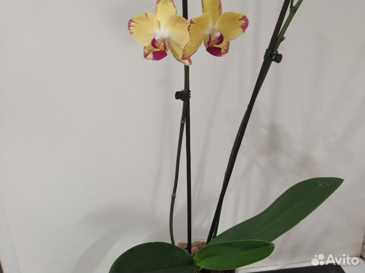 Орхидея фаленопсис
