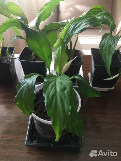 Спатифиллум - женское счастье