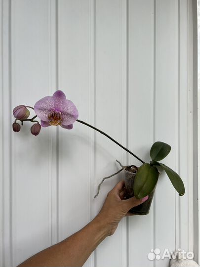 Орхидея фаленопсис Манхэттен