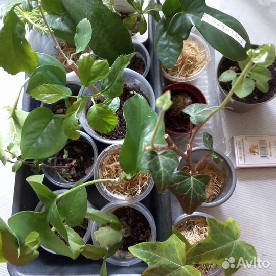 Набор растений